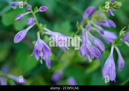 Image macro surréaliste abstraite de fleurs de hosta violets avec un arrière-plan naturel vert défoqué et un espace de copie. Plein format dans un éclairage naturel Banque D'Images