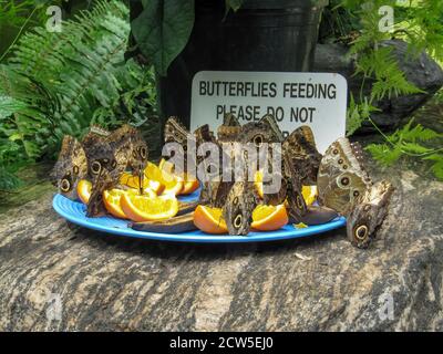 Papillons géants de la chouette, caligo memnon, se nourrissant de fruits coupés dans le conservatoire de papillons de Niagara Parks, Ontario, Canada Banque D'Images