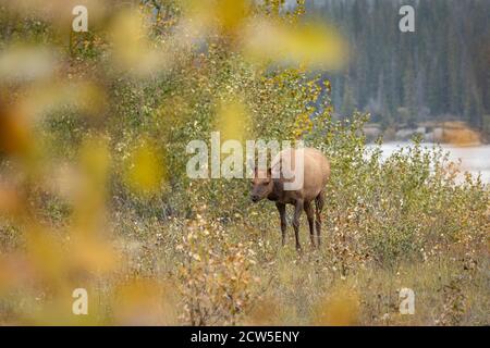 Elk féminin entouré de magnifiques couleurs d'automne. Banque D'Images