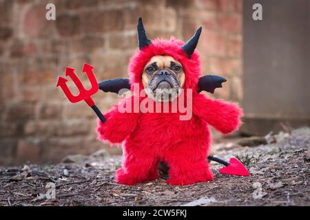 Chien Bulldog français avec costum rouge Halloween diable portant un costume tout-corps moelleux avec de faux bras tenant la fourche, avec queue de diable, cornes et b noir Banque D'Images