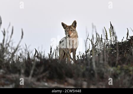 Pacific Grove, Californie, États-Unis. 27 septembre 2020. Coyote sur la promenade à l'aube crédit: Rory Merry/ZUMA Wire/Alamy Live News Banque D'Images