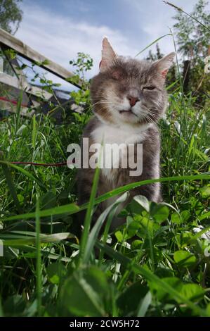 Chat à œil dans le jardin Banque D'Images