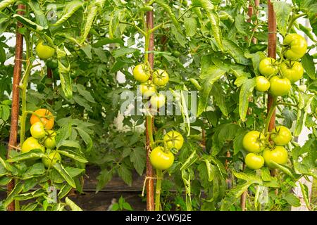 lits avec jeunes tomates vertes, branches avec tomates mûrissent dans la serre. Banque D'Images