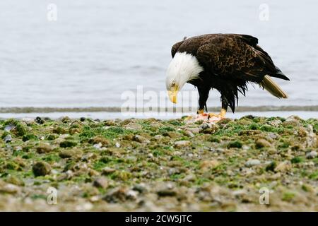 Gros plan sur un aigle à tête blanche mangeant un poisson-roche à Mukilteo, Washington Banque D'Images