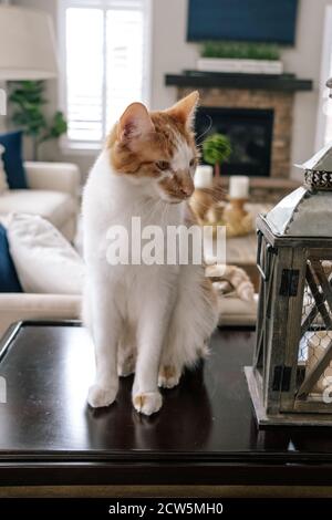 Portrait vertical de chat orange et blanc assis sur un tableau Banque D'Images