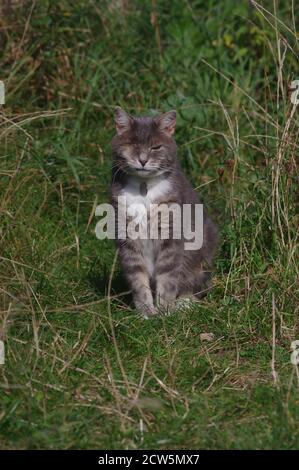 Chat à œil dans le jardin Banque D'Images