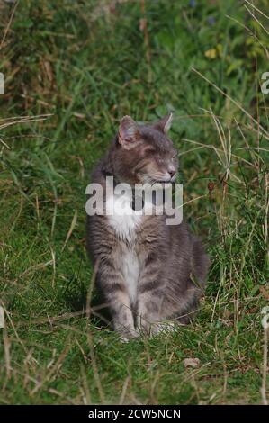 Chat à œil dans le jardin Banque D'Images