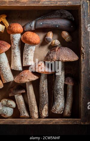 Champignons frais et comestibles récoltés dans la forêt sur bois tableau Banque D'Images