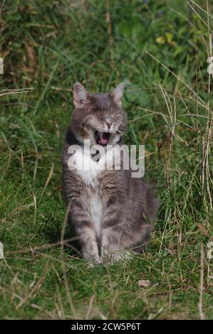 Chat à œil dans le jardin Banque D'Images