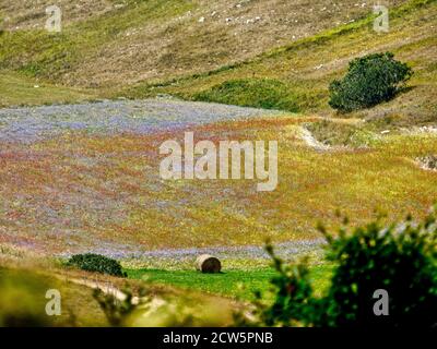 Les belles couleurs de floraison dans les vallées verdoyantes de Castelluccio di Norcia à la fin du printemps et au début de l'été Banque D'Images