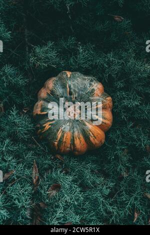 Vue verticale du dessus d'une citrouille dans un pin Banque D'Images