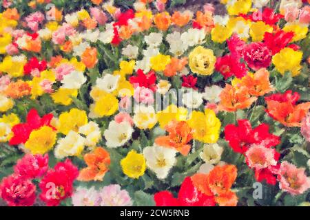 Fleurs de tulipe colorées sur un champ aquarelle. Illustration numérique. Banque D'Images
