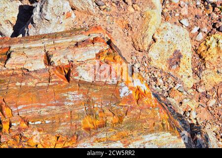 Bois pétrifié gros plan, tons colorés de rouge, orange, violet, jaune et gris exemple de minéralisation et de perminéralisation fossilisées Banque D'Images