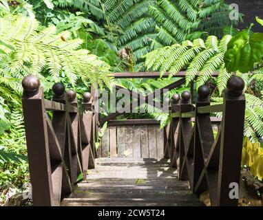 ancienne échelle en bois avec des feuilles de fougères dans la jungle Banque D'Images