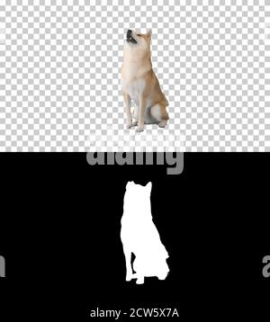Shiba Inu Red dog exécute le commandement, Alpha Channel avec Silhouett Banque D'Images