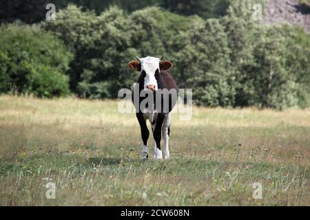 Un veau noir et blanc se tient dans la prairie. Concept laitier. Banque D'Images