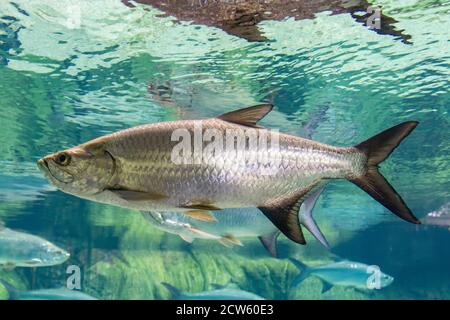 Le tarpon de l'Atlantique (megalops atlanticus) est un poisson à finies par rayons qui habite les eaux côtières, les estuaires, les lagunes et les rivières. Dans l'océan Atlantique. Banque D'Images