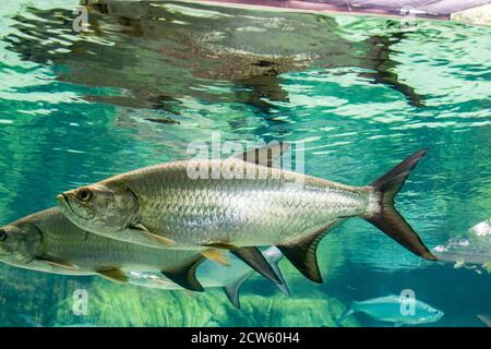 Le tarpon de l'Atlantique (megalops atlanticus) est un poisson à finies par rayons qui habite les eaux côtières, les estuaires, les lagunes et les rivières. Dans l'océan Atlantique. Banque D'Images