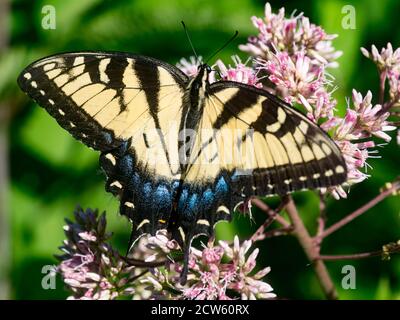 La queue de tigre de l'est, Papilio glaucus, sur Joe Pye Weed dans un jardin de prairie indigène de l'Ohio, États-Unis Banque D'Images