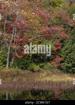 Feuilles et herbes d'automne colorées dans un champ de Muskoka Banque D'Images