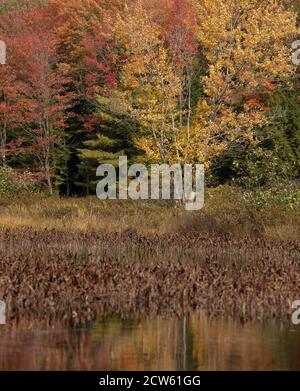 Feuilles et herbes d'automne colorées dans un champ de Muskoka Banque D'Images