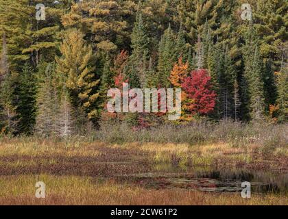 Feuilles d'automne colorées en Ontario au Canada Banque D'Images