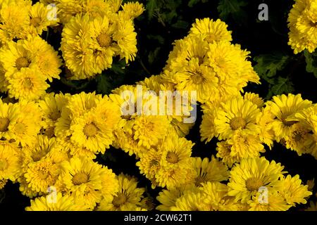 Bouquet de fleurs de chrysenthèmes jaunes au salon horticole du jour de la République à Lalbagh Botanical Garden, Bengaluru, Karnataka, Inde, Asie Banque D'Images