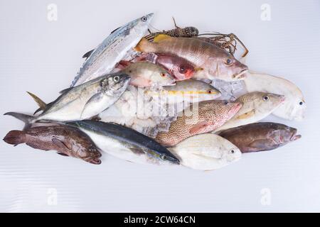 poisson-frais-caraïbes-fruits-de-mer-isolés-sur-fond-blanc Banque D'Images