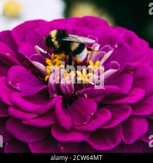 Le bourdon recueille le nectar sur une fleur pourpre de Zinnia. Zinnia. Banque D'Images