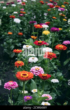 Zinnies fleuries blanches, orange et rouges décoratives dans le lit à fleurs. Le lit de fleurs. Banque D'Images