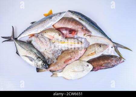 poisson-frais-caraïbes-fruits-de-mer-isolés-sur-fond-blanc Banque D'Images