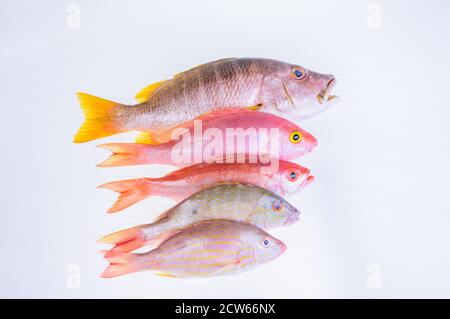 poisson-frais-caraïbes-fruits-de-mer-isolés-sur-fond-blanc Banque D'Images