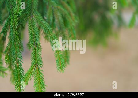 Photographie de branches d'épinette vert vif. Petites aiguilles jeunes. Très bientôt, l'arbre sera décoré pour la célébration du nouvel an. Le thème de la beauté Banque D'Images