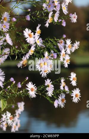 fleurs de l'aster bleu en automne aster cordifolius Banque D'Images