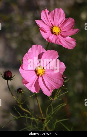 fleur rose cosmos dans jardin d'été macro Banque D'Images