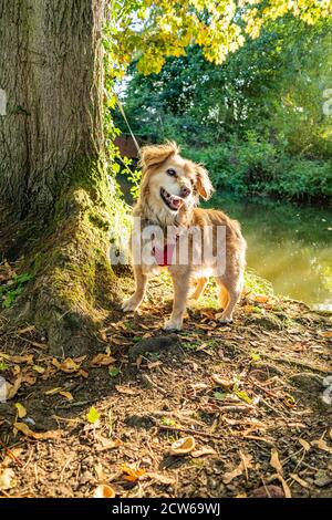 Oxford, Oxfordshire, Royaume-Uni. 27 septembre 2020. Marche automnale. Un chien au soleil. Les températures ont chuté, ce qui rend le temps frais et net Banque D'Images