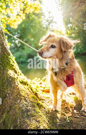 Oxford, Oxfordshire, Royaume-Uni. 27 septembre 2020. Marche automnale. Un chien au soleil. Les températures ont chuté, ce qui rend le temps frais et net Banque D'Images