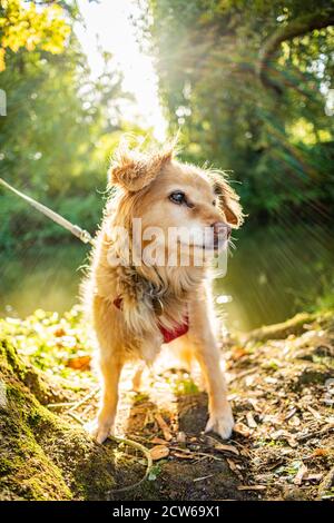 Oxford, Oxfordshire, Royaume-Uni. 27 septembre 2020. Marche automnale. Un chien au soleil. Les températures ont chuté, ce qui rend le temps frais et net Banque D'Images