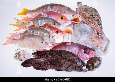 poisson-frais-caraïbes-fruits-de-mer-isolés-sur-fond-blanc Banque D'Images