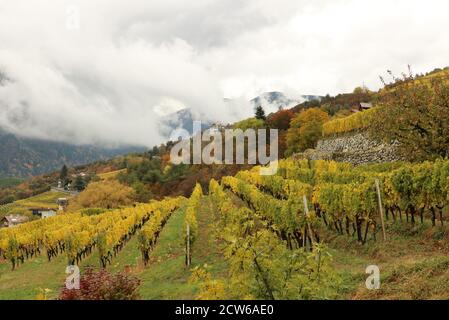 Vignoble en automne Tyrol du Sud Italie Banque D'Images