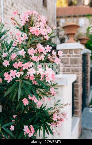 Buisson de Laurier-rose sur le fond de la porte avec des colonnes de briques à la maison. Banque D'Images