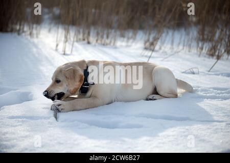 Un homme marche un chiot du Labrador. Labrador chiot dans la neige. Hiver. Banque D'Images