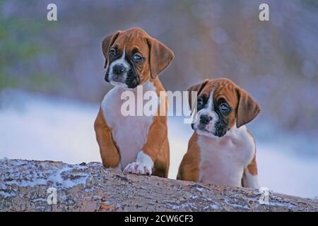 Deux chiots Boxer Dog mignons assis dehors dans la neige près du tronc d'arbre, posant. Banque D'Images
