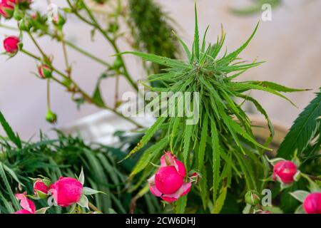 Plante mature de cannabis ou de marijuana avec des bourgeon et des feuilles vertes parmi les roses qui poussent dans un jardin Banque D'Images