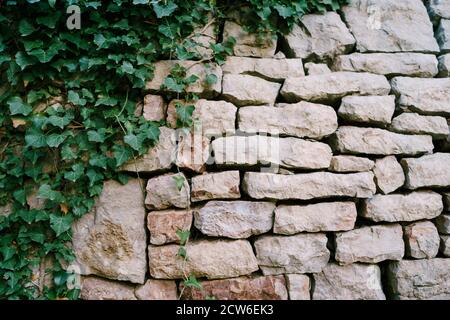 Croissance dense de lierre sur des dalles de pierre d'un mur gris avec des espaces entre les pierres. Banque D'Images