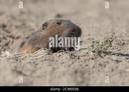 Un Gopher de poche de Botta (Thomomys bottae) se déchaînant de son terrier dans les collines d'East Bay du parc régional de Briones, dans le nord de la Californie. Banque D'Images