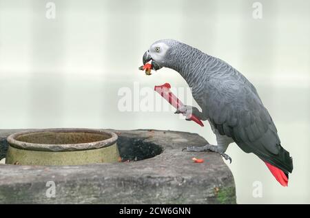 Perroquet gris africain mangeant un froid rouge à l'intérieur d'une cage Banque D'Images