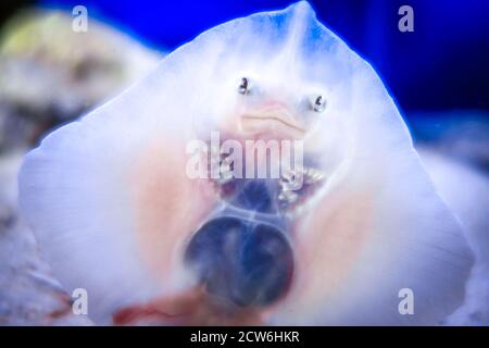 Vue de dessous rapprochée du visage de poisson de bébé Banque D'Images