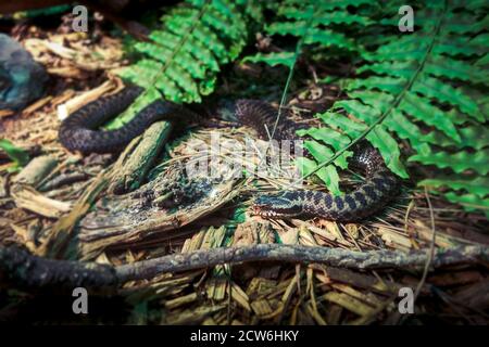 ASP viper - vipera aspis - vue rapprochée en forêt Banque D'Images