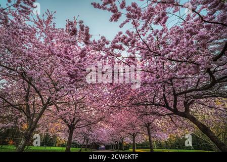 Les arbres Sakura fleuris créent une épaisse couverture de fleurs roses Bispebjerg Kirkegard abritant une allée vide au lever du soleil, transmettre la gentillesse et la fragilité Banque D'Images